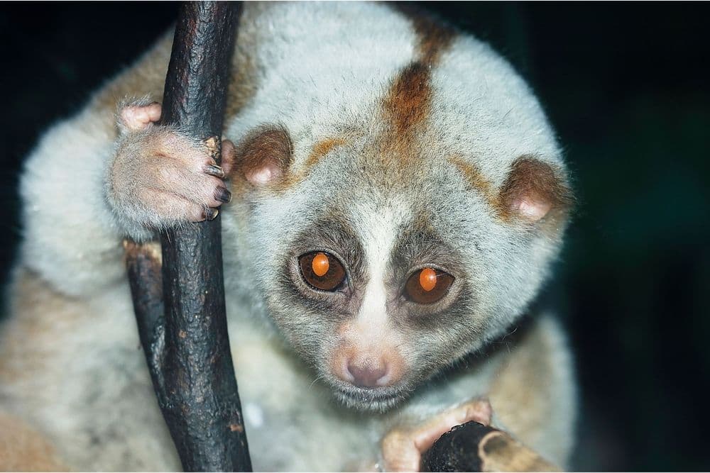 Monkey - Slow Loris