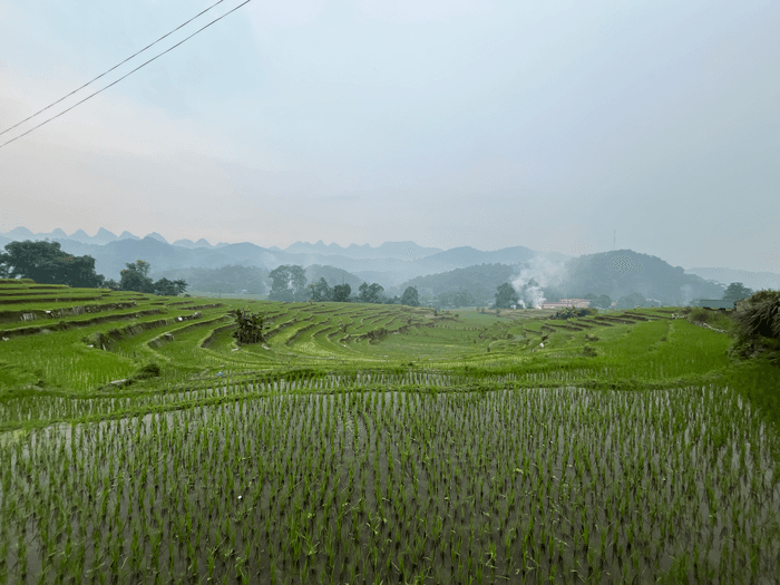 Ricefield 