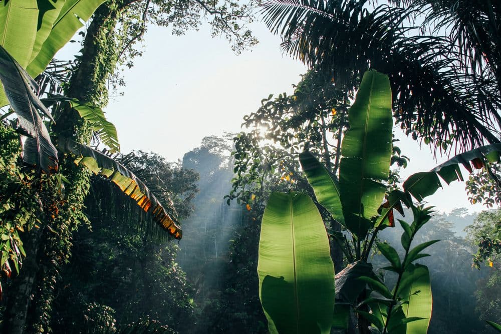 ASI_BLOG_10.24_UNSPLASH (Bali)