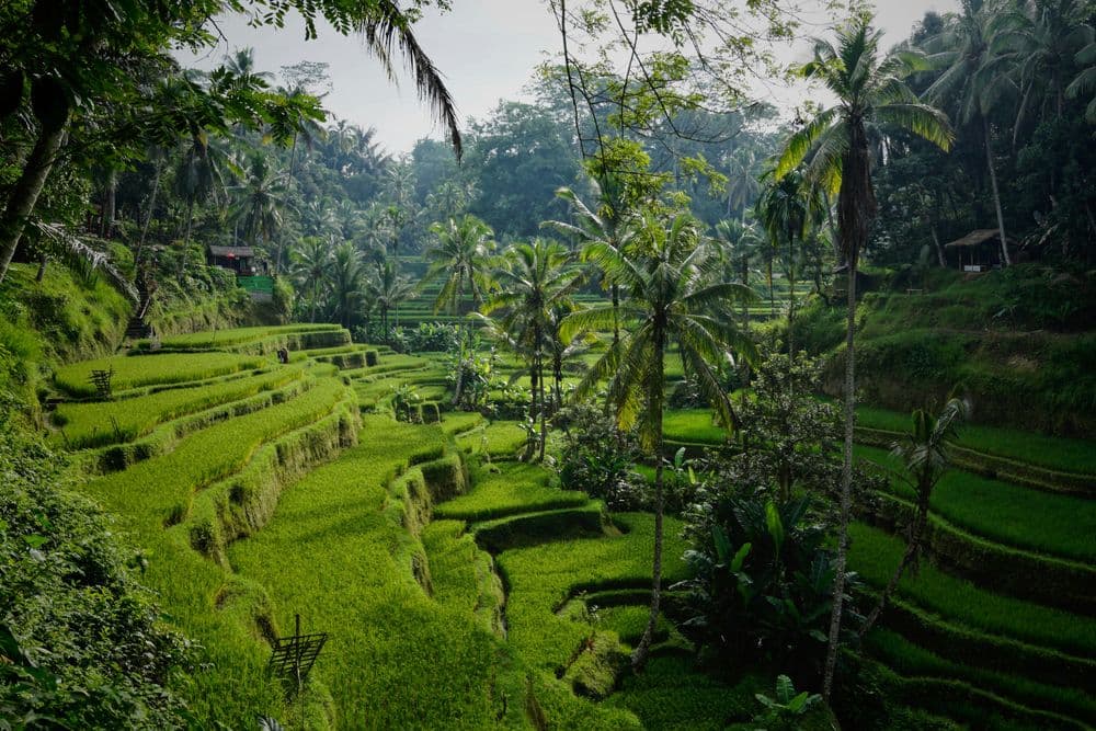 ASI_BLOG_10.24_UNSPLASH (Bali)