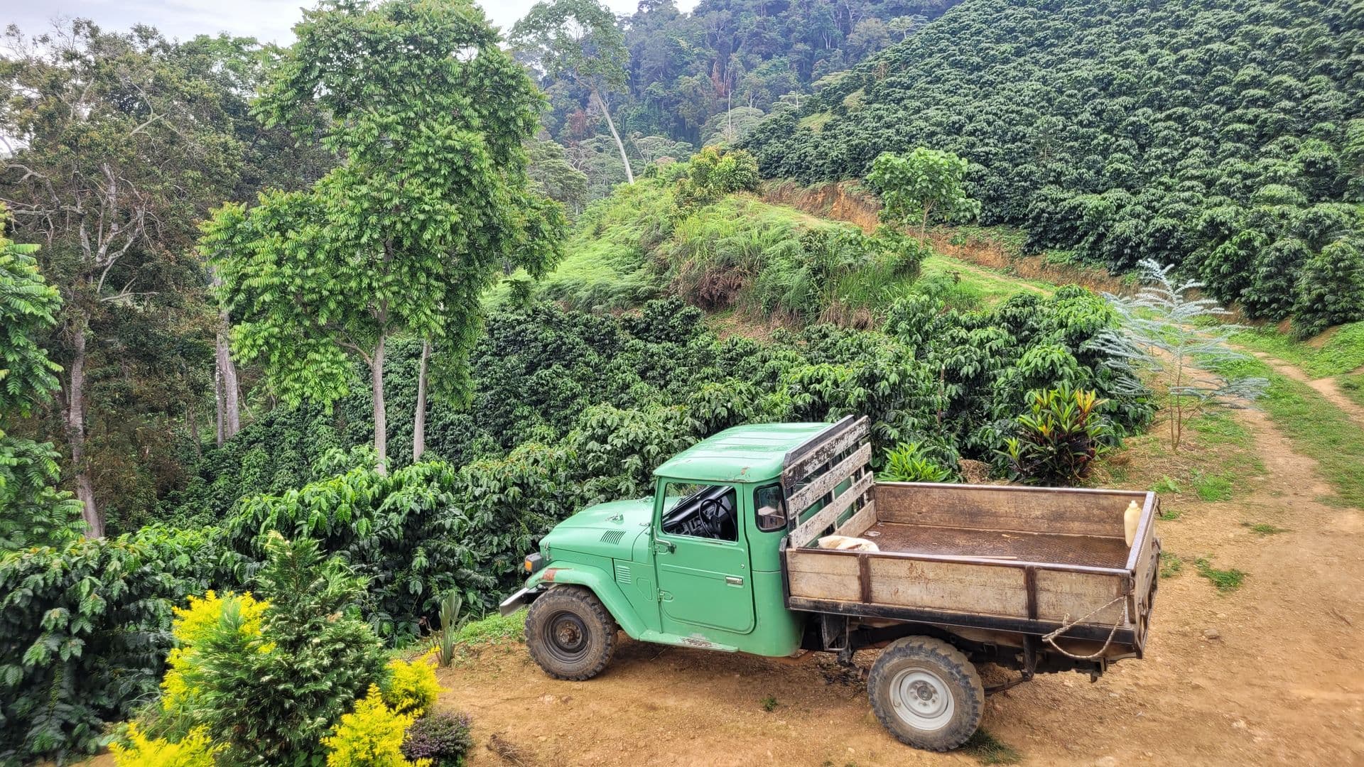 Coffee Farm Hacienda Santa Ana