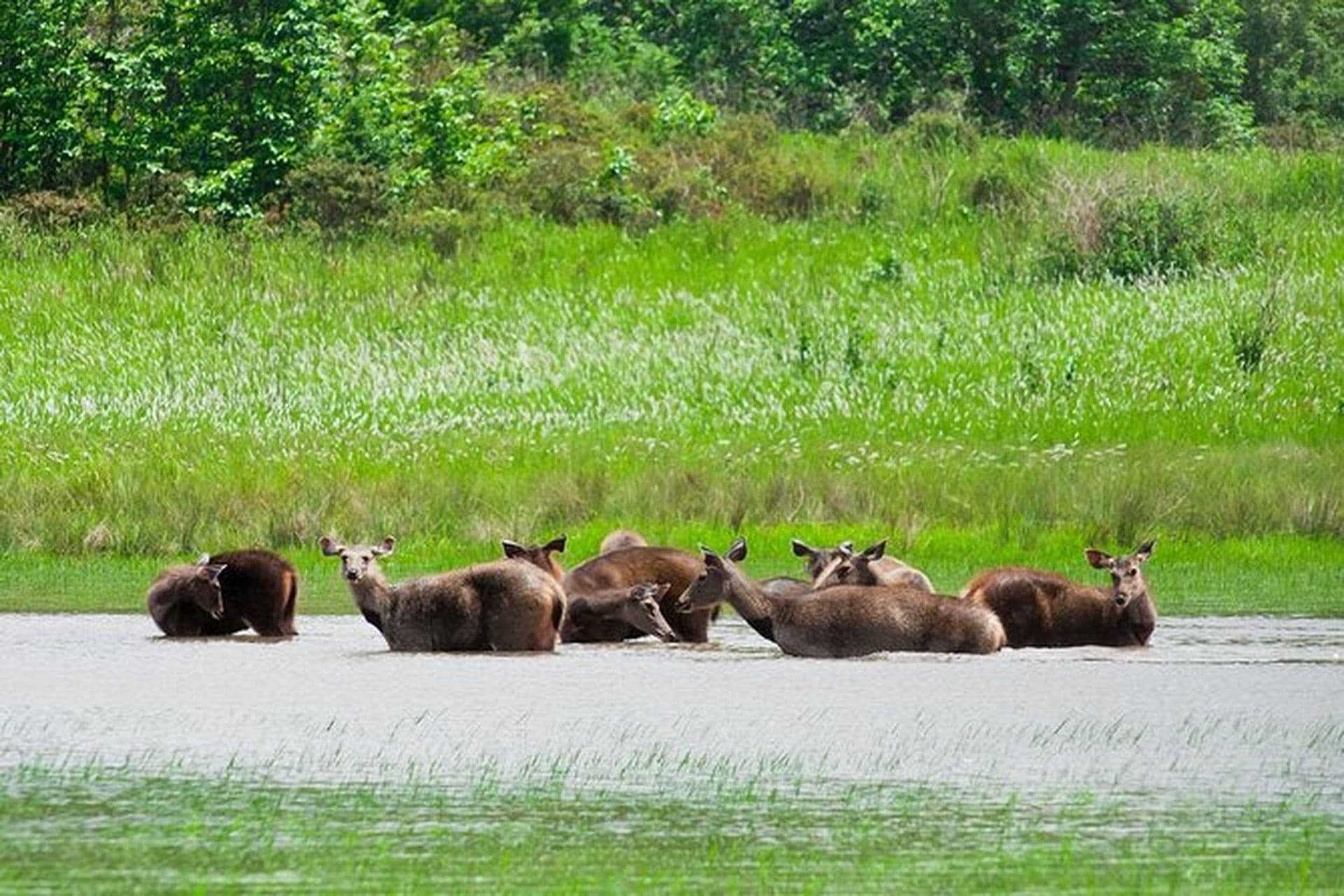 Khao Yai National Park wild life