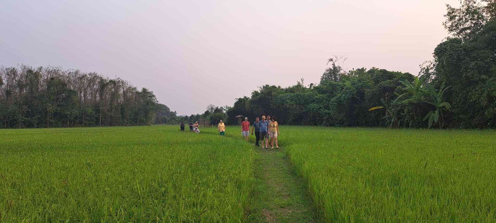 Rice field