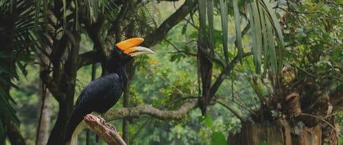 sustainable hornbill forest banner