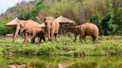 Elephant Addons