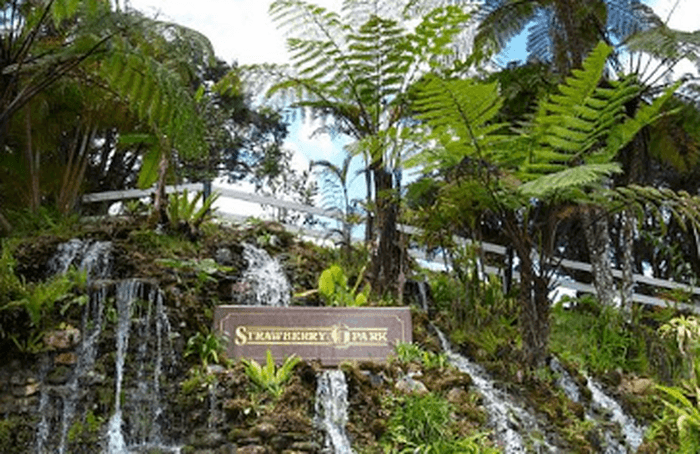 Strawberry Park