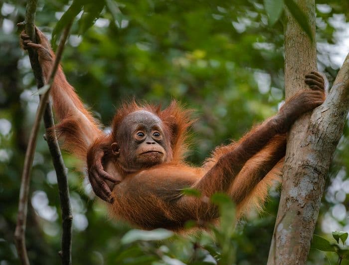 Borneo Orangutan