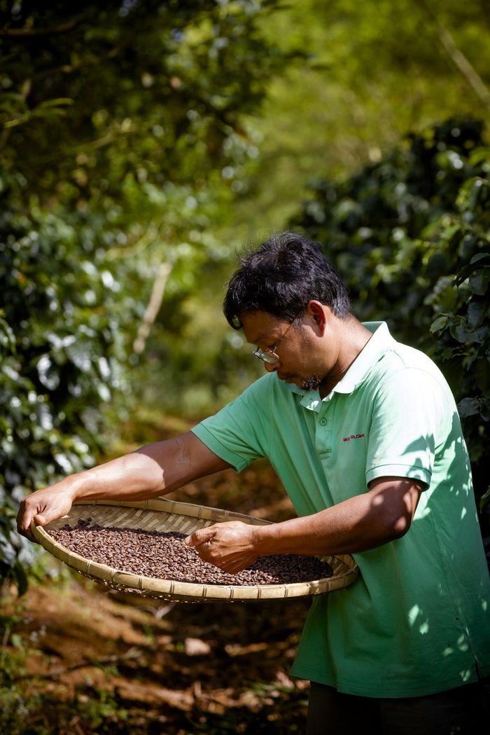 Pakse Laos XLAO Bolaven Plateau Coffee Harvest