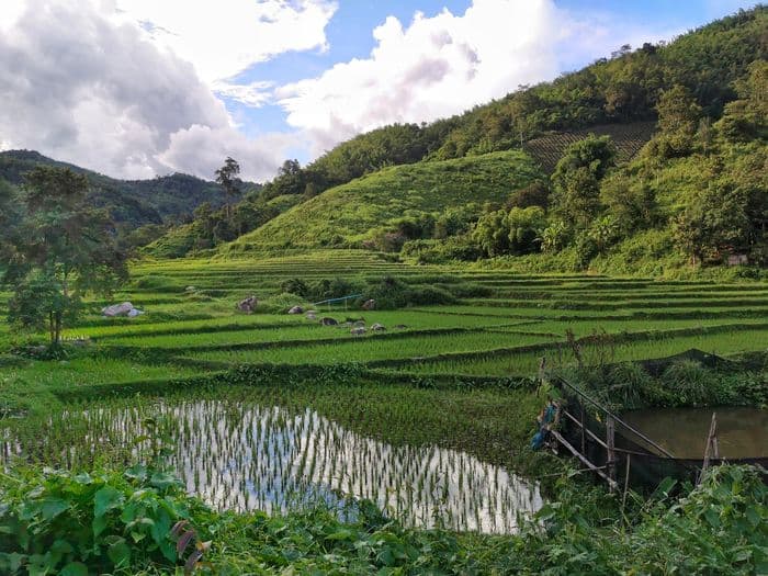 Chiang Rai - Rice fields - Marine & Dédé