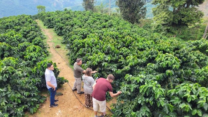 Coffee Farm Hacienda Santa Ana
