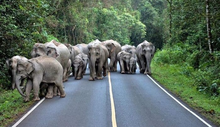 Khao Yai national park Thailand UNESCO