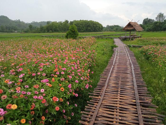 Sukhothai - Thai Village - Bamboo Bridge3