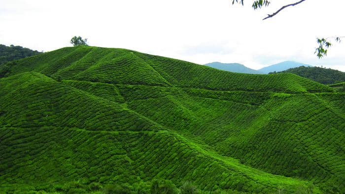cameron highlands