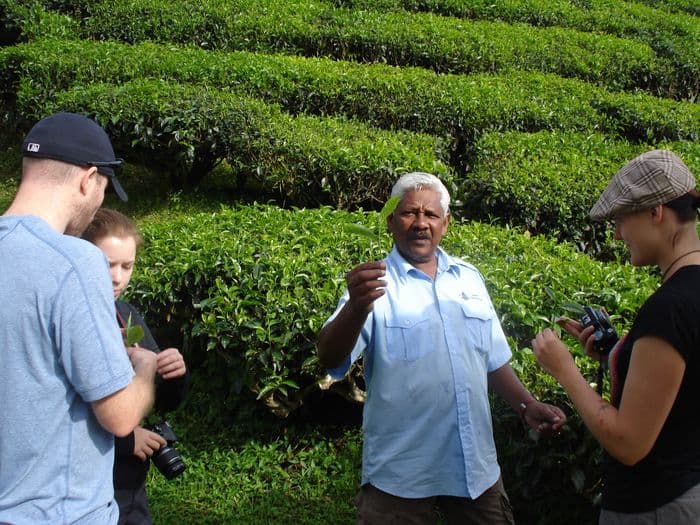 cameron highlands