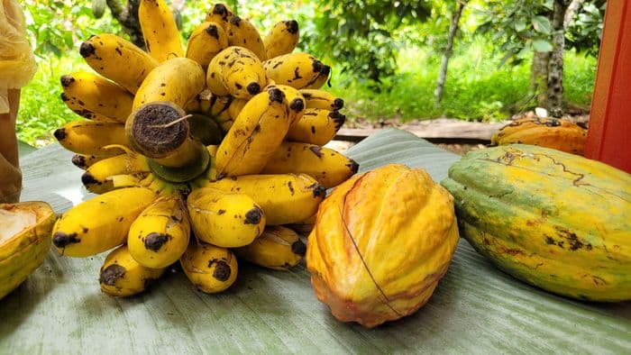 Cacao farm Hacienda La Ribereña
