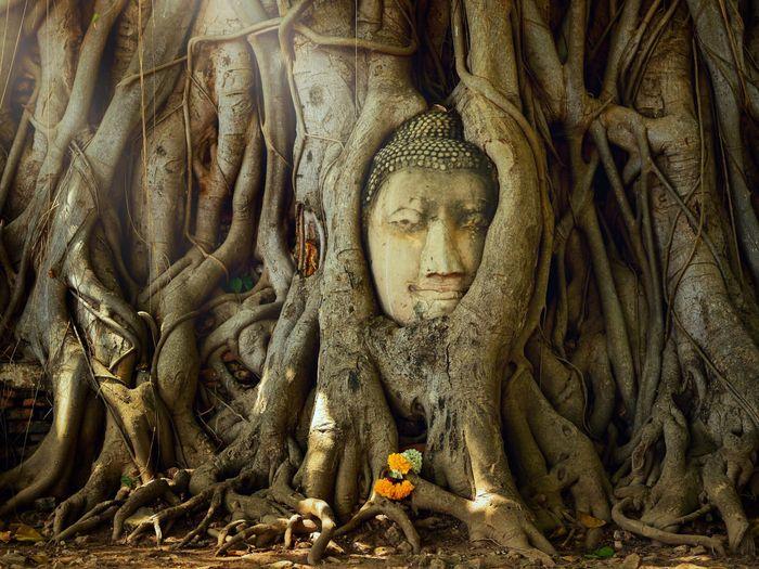 Ayutthaya Wat Maha Tat