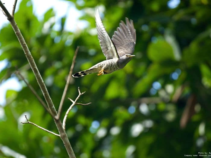Khao Sok National Park Wildlife Animal
