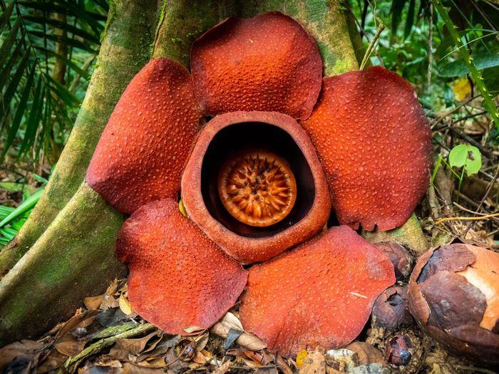 Khao Sok National Park Jungle rafflesia flower