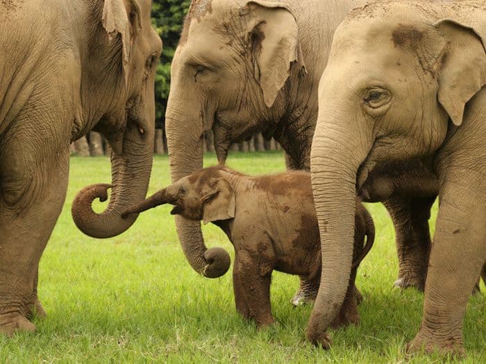 Elephant Nature Park Chiang Mai Thailand