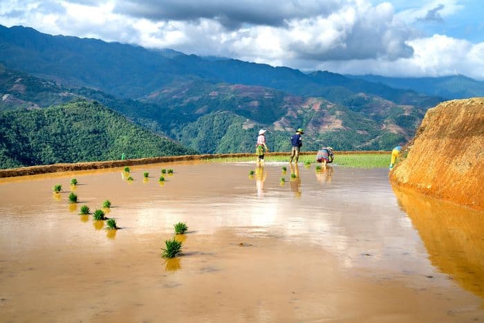 Laos Rice