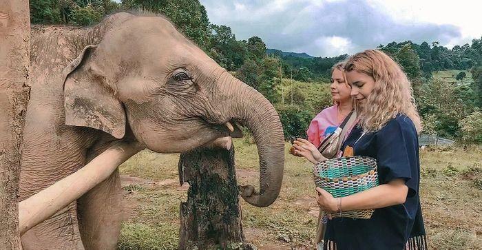 elephant nature park emely thailand