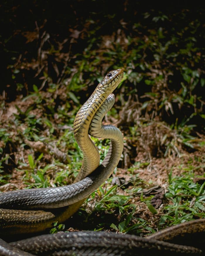 Cobra