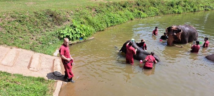 Bathing Elephants
